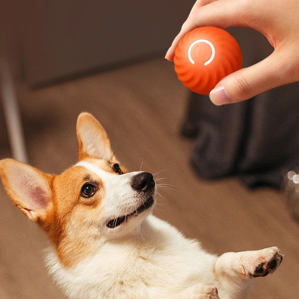 Interactive Pet Toy
