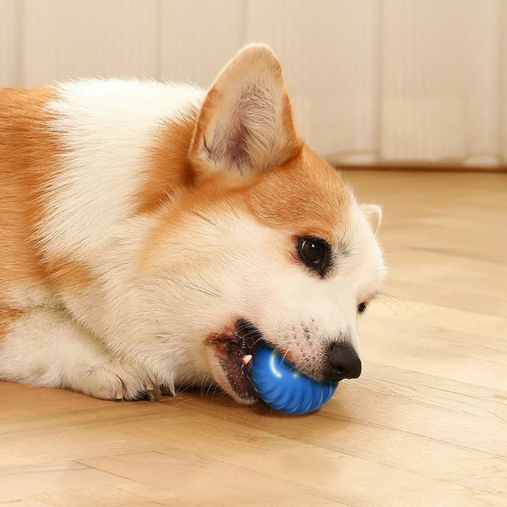 Interactive Pet Toy